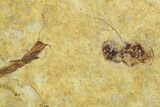 Fossil Seed Bug (Aphanus) - France #255987-2
